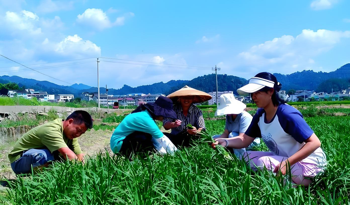 清明过后，韭菜该割一茬吗？老农：这3种情况千万别动刀！