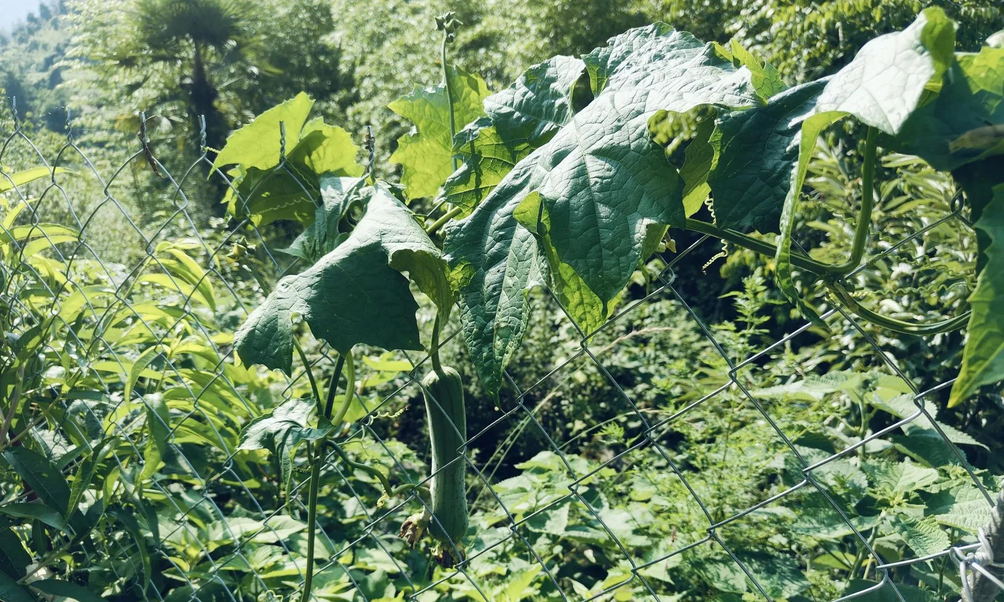丝瓜只种一棵就吃不完，关键不在施肥修剪，而是第一步就要做对