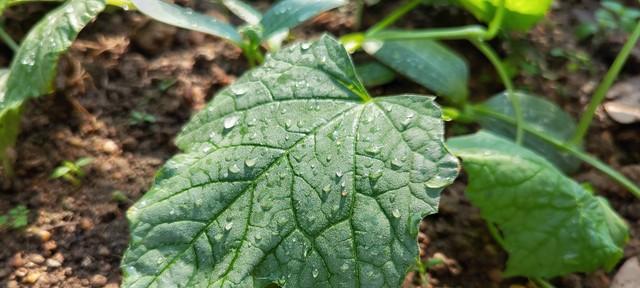 老农种黄瓜的“四不原则”，瓜条直溜不畸形