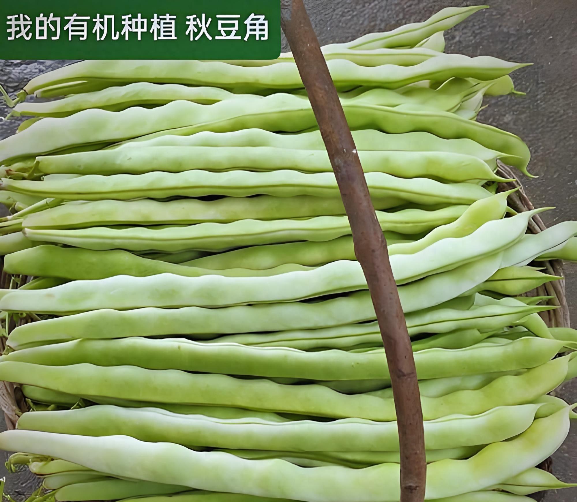 种秋豆角，死磕8月5-20日！全国种植攻略，早种易“中暑”