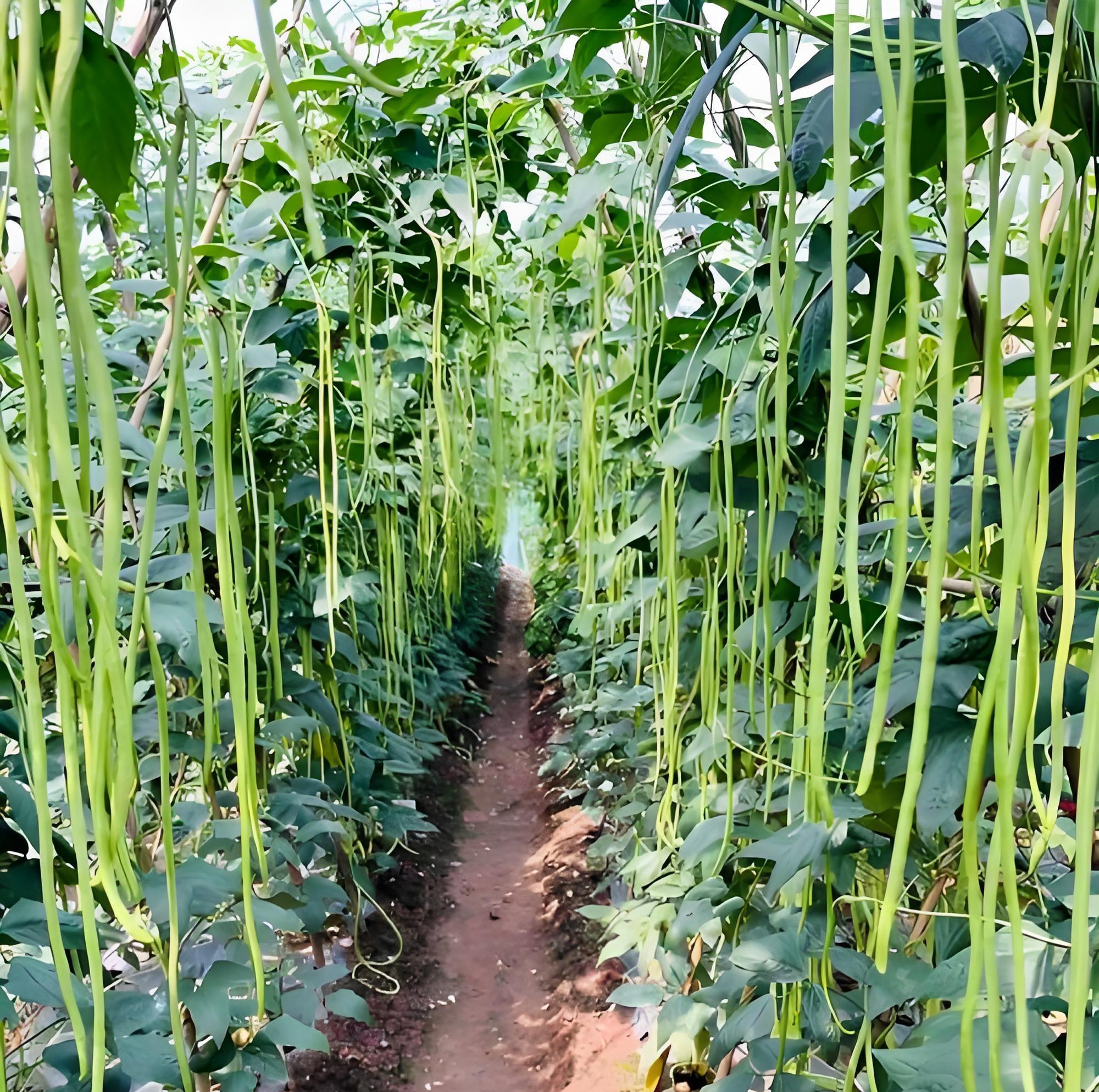 种秋豆角，死磕8月5-20日！全国种植攻略，早种易“中暑”