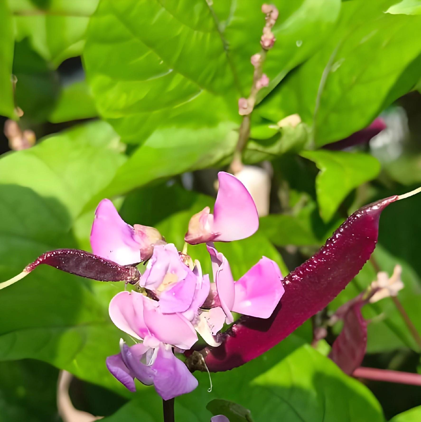 种秋豆角，死磕8月5-20日！全国种植攻略，早种易“中暑”