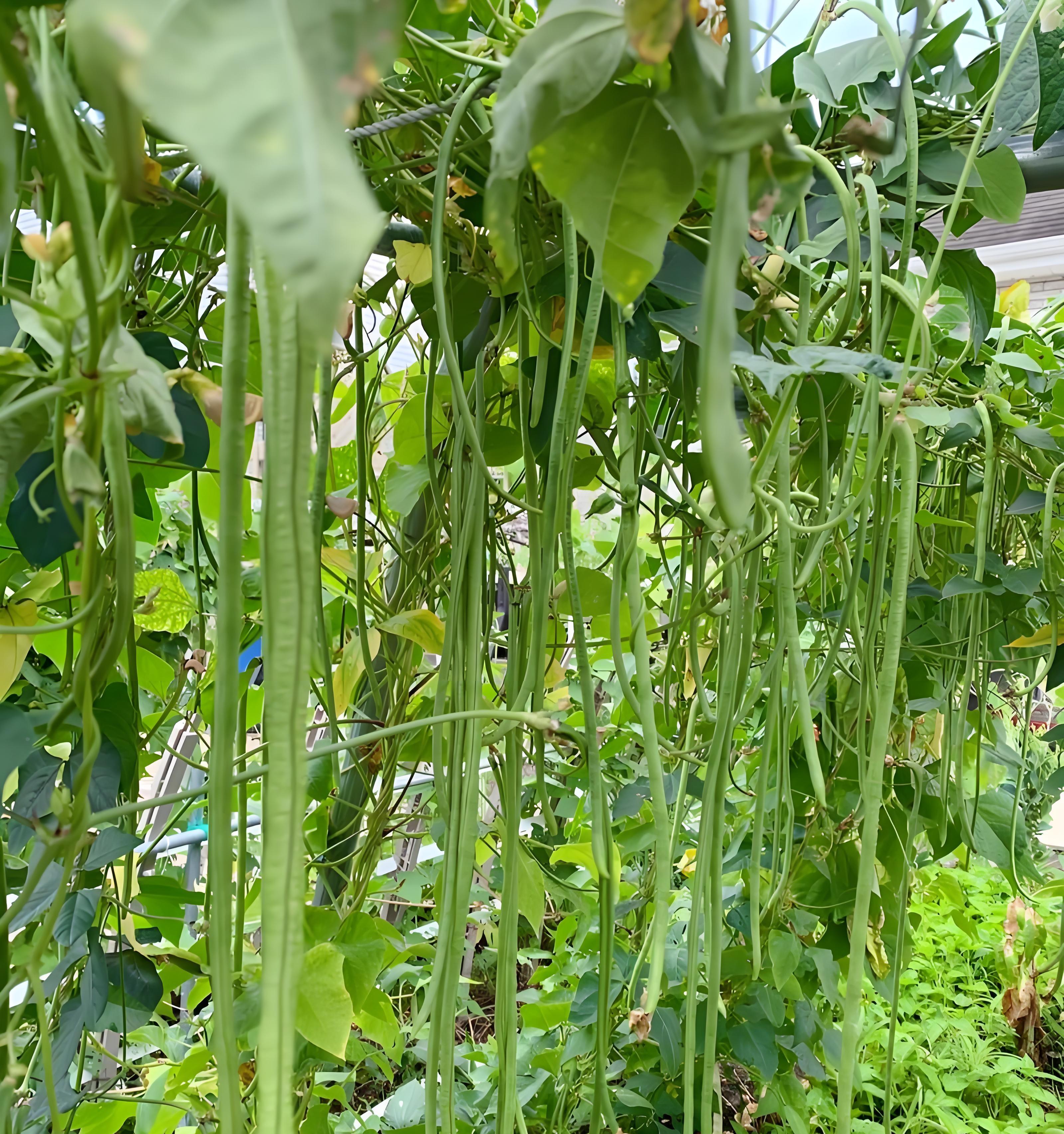 种秋豆角，死磕8月5-20日！全国种植攻略，早种易“中暑”