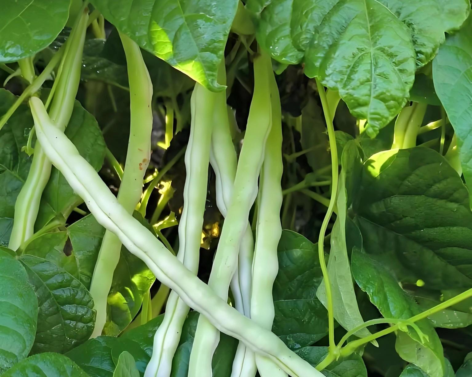 种秋豆角，死磕8月5-20日！全国种植攻略，早种易“中暑”