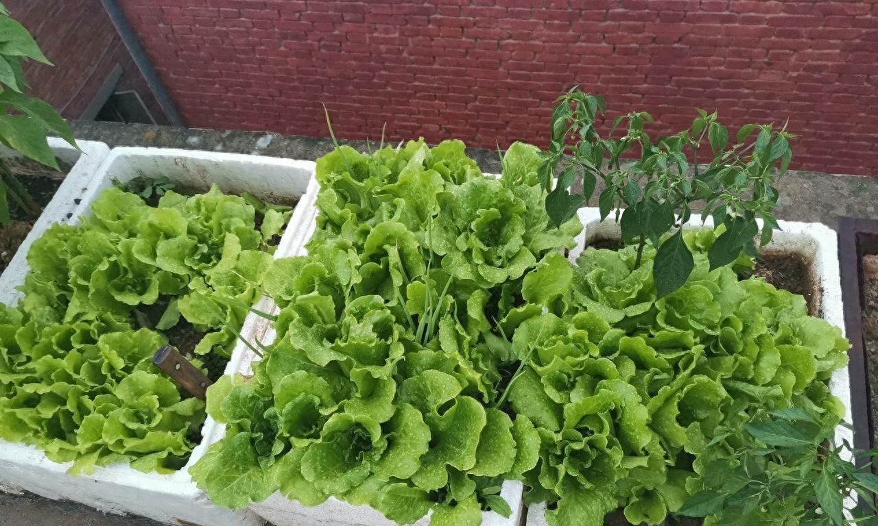 家庭用泡沫箱种植蔬菜，到底有没有危害？啥样的泡沫箱才真正有害