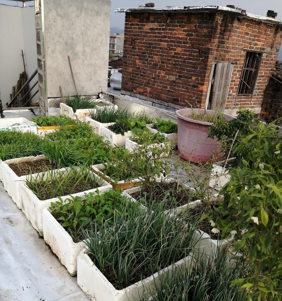 家庭用泡沫箱种植蔬菜，到底有没有危害？啥样的泡沫箱才真正有害