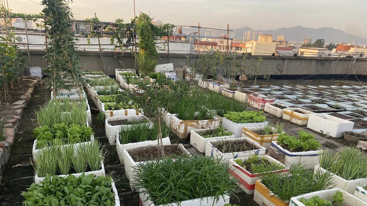 家庭用泡沫箱种植蔬菜，到底有没有危害？啥样的泡沫箱才真正有害