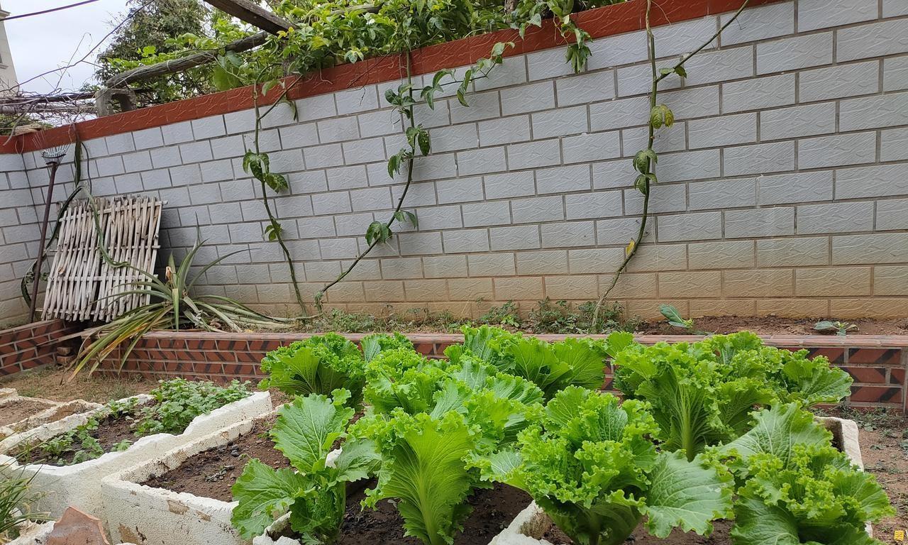 家庭用泡沫箱种植蔬菜，到底有没有危害？啥样的泡沫箱才真正有害