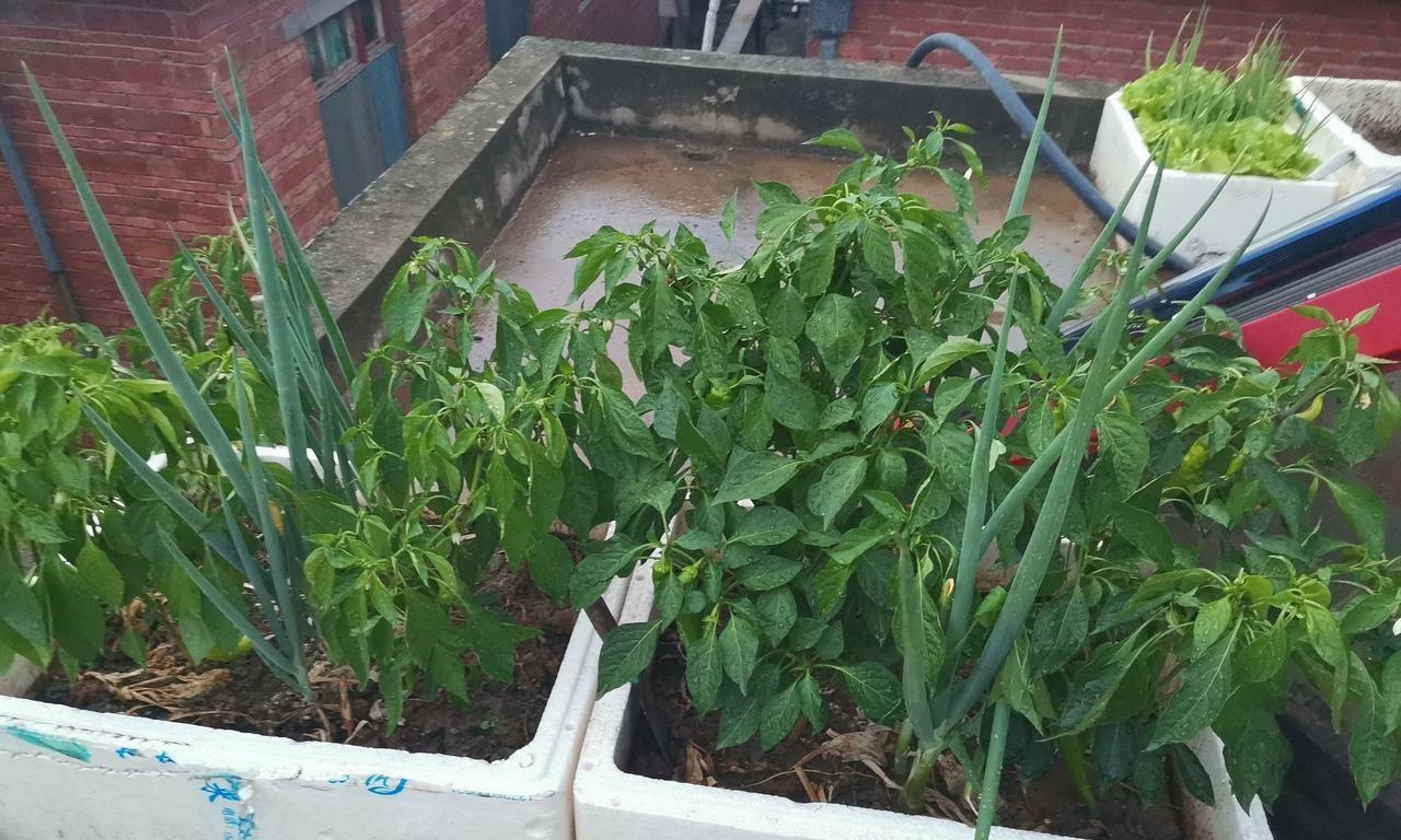 家庭用泡沫箱种植蔬菜，到底有没有危害？啥样的泡沫箱才真正有害