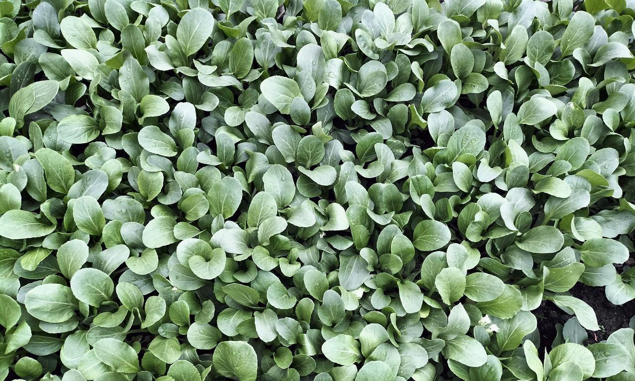 过了清明以后，哪些蔬菜不能再种植了，随便种不仅长不好还没产量