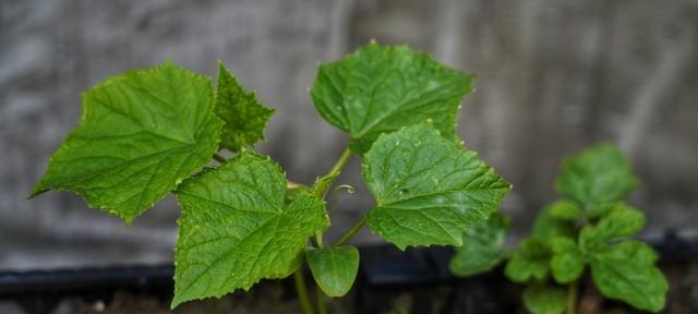 清明期间，10多种常见春季蔬菜详细种植时间表，千万别种晚了