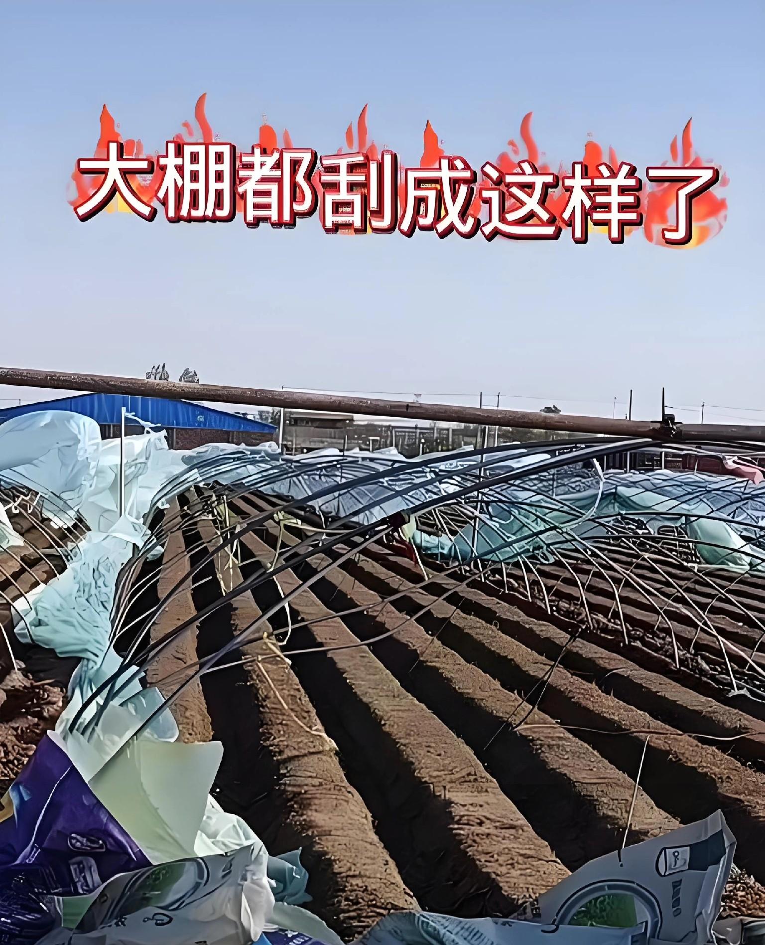 清明刮大风，菜园变“战场”？老农3招救急，第2点最易忽略