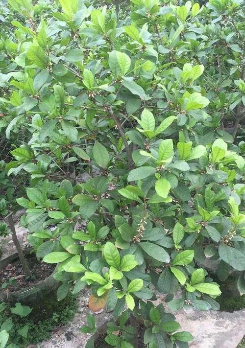 神秘果种植条件与环境要求（探秘神秘果的种植秘诀）
