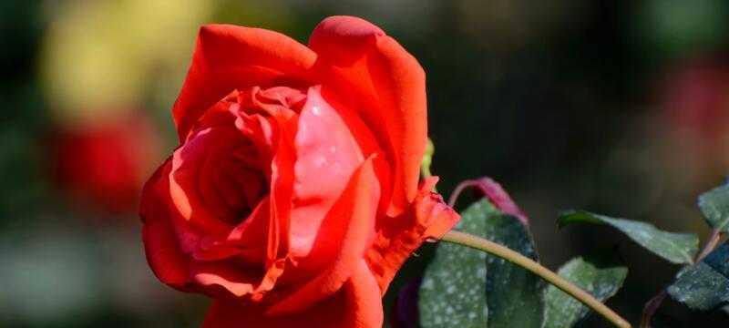 玫瑰花的寓意与象征（探索玫瑰花的美与意义）