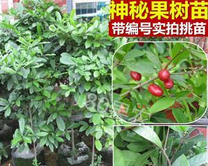 神秘果种植条件与环境要求（探秘神秘果的种植秘诀）