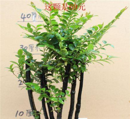 如何养护黑檀树(掌握关键技巧) 如何养护黑檀树(掌握关键技巧)