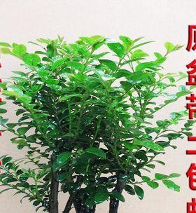 如何养护黑檀树(掌握关键技巧) 如何养护黑檀树(掌握关键技巧)