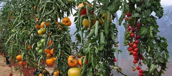 种植西红柿的最佳月份（了解西红柿的生长习性）