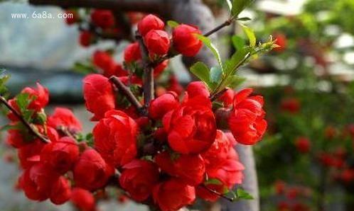 海棠花的花语与传说（探寻海棠花的浪漫与传奇）