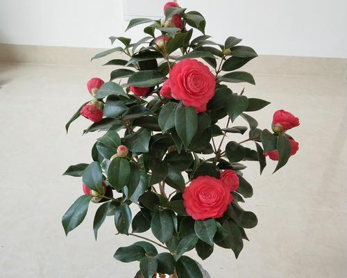 茶花的开花规律(了解茶花开花的季节和次数)