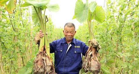 荔浦芋头的成熟和上市时间（品尝荔浦芋头的最佳时间点）