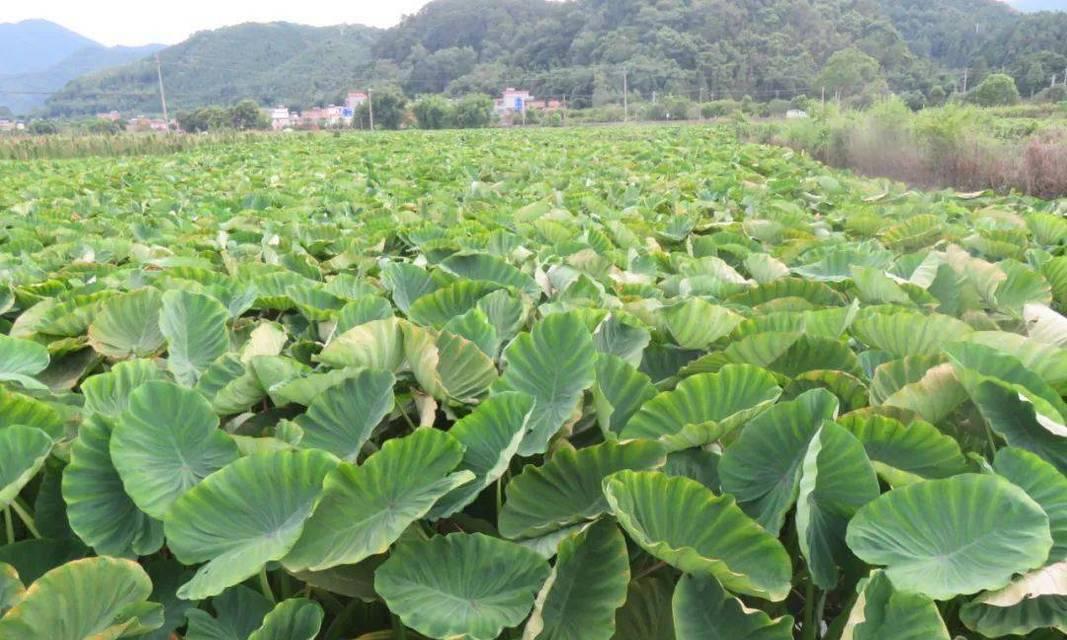 荔浦芋头的成熟和上市时间（品尝荔浦芋头的最佳时间点）