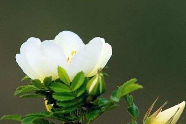 以棠棣花的寓意与人生智慧(生命如花)
