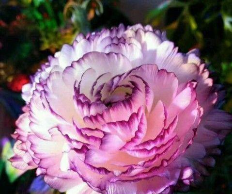 牡丹花语(富贵荣华) 牡丹花语(富贵荣华)