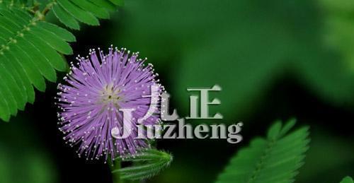 含羞草的花语与寓意（探寻含羞草的神秘世界）