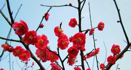 梅花的品质与象征（深冬中的坚韧与美丽）