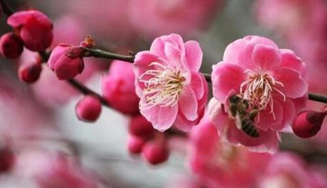 梅花的品质与象征（深冬中的坚韧与美丽）