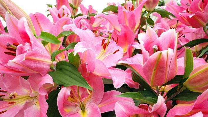 百合花的寓意与象征（以百合花送几朵的含义和传达的情感）