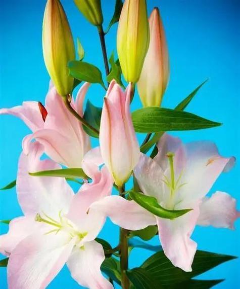 百合花的寓意与象征（以百合花送几朵的含义和传达的情感）
