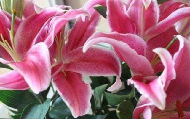 百合花的寓意与象征（以百合花送几朵的含义和传达的情感）