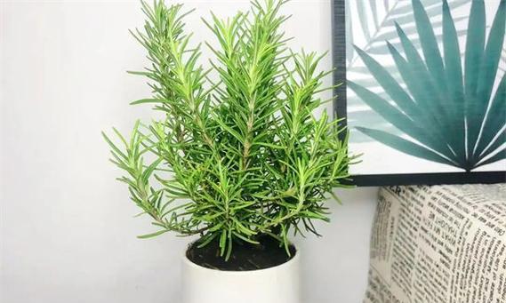 迷迭香种植指南（时间、方法、技术全解析）