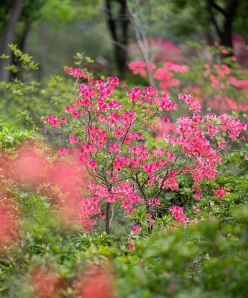 映山红花语及代表意义(探寻映山红花的美丽语言与深刻寓意)