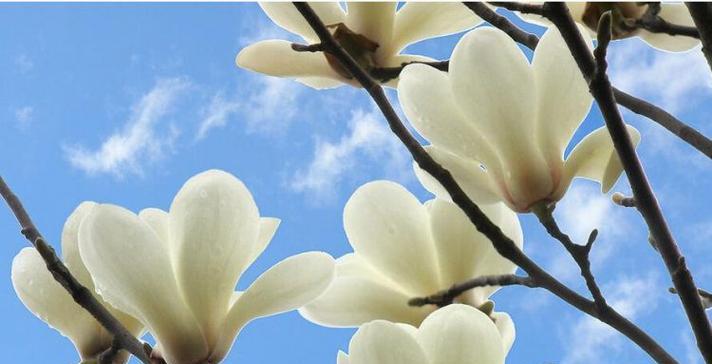 玉兰花(探寻玉兰花的花语及代表意义)