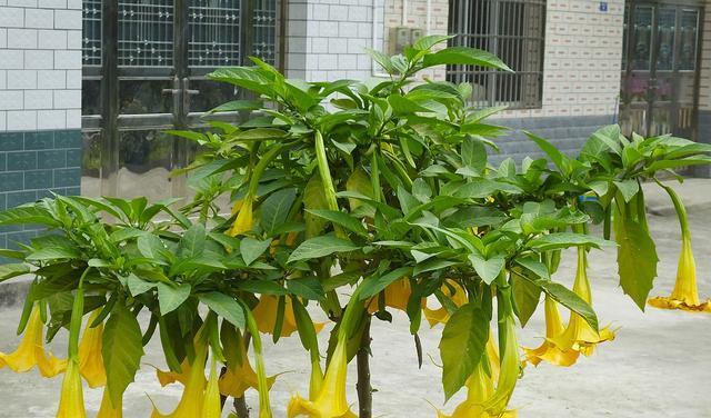 曼陀罗在室内的养护技巧（室内种植曼陀罗的注意事项）