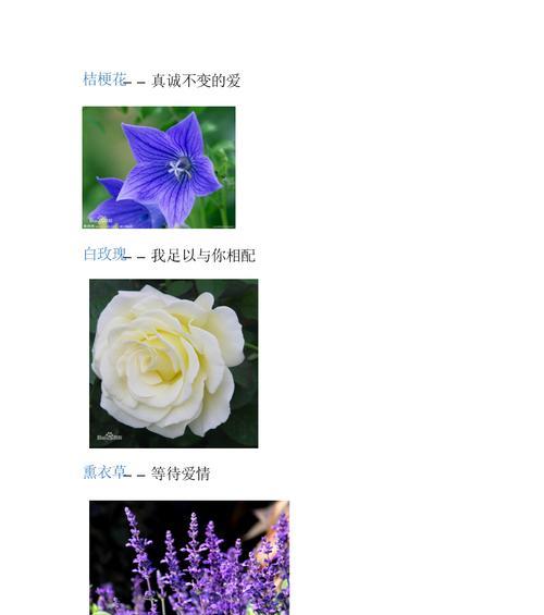 桔梗花语大揭秘（桔梗花语的丰富含义及各色桔梗花的象征意义）