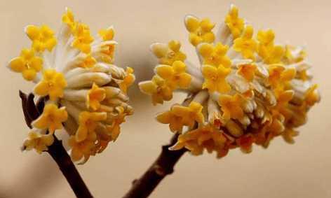 以结香花花语的寓意与象征(揭开以结香花背后的花语之谜)