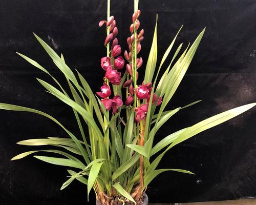 大花蕙兰种植技巧（选土配方）