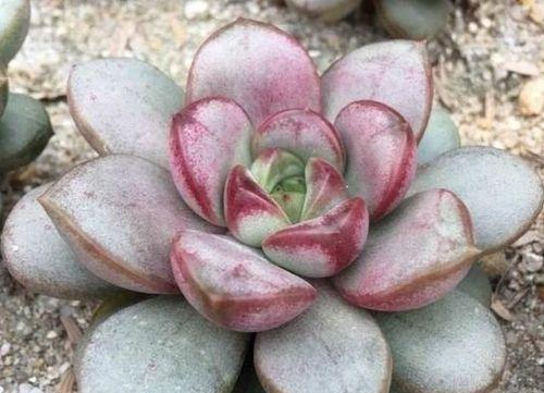 多肉植物的冬季保护（多肉植物冬季如何免遭冻害）