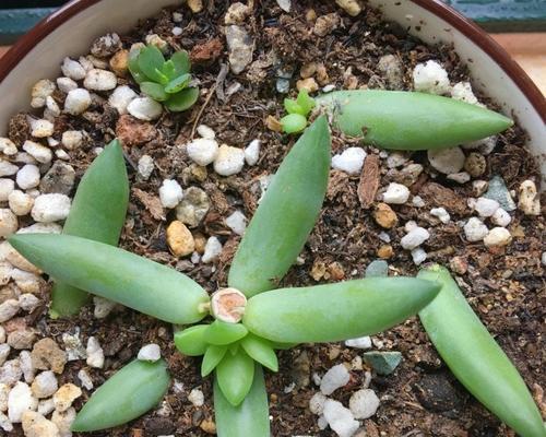 多肉植物的冬季保护(多肉植物冬季如何免遭冻害) 多肉植物的冬季保护(多肉植物冬季如何免遭冻害)