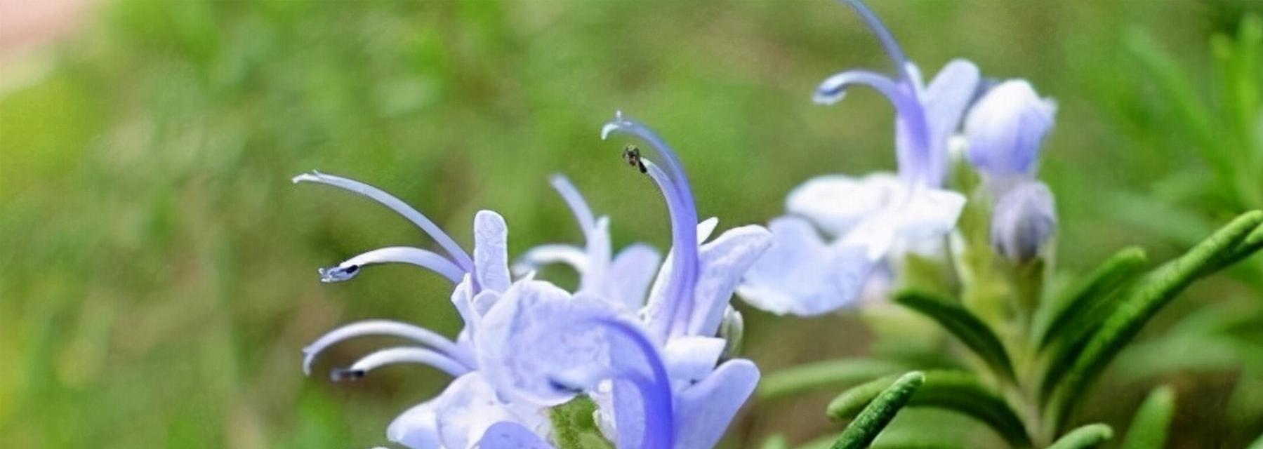 木兰花的花语与寓意（揭示木兰花的神秘花语与深远寓意）