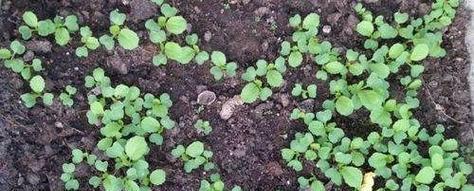 如何正确浇水白菜（关键要点与技巧）