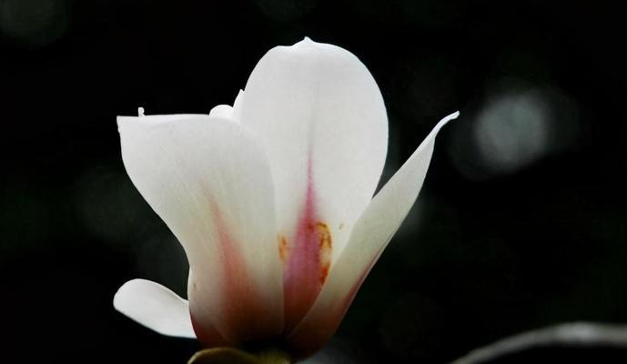木兰花的花语与寓意(揭示木兰花的神秘花语与深远寓意)