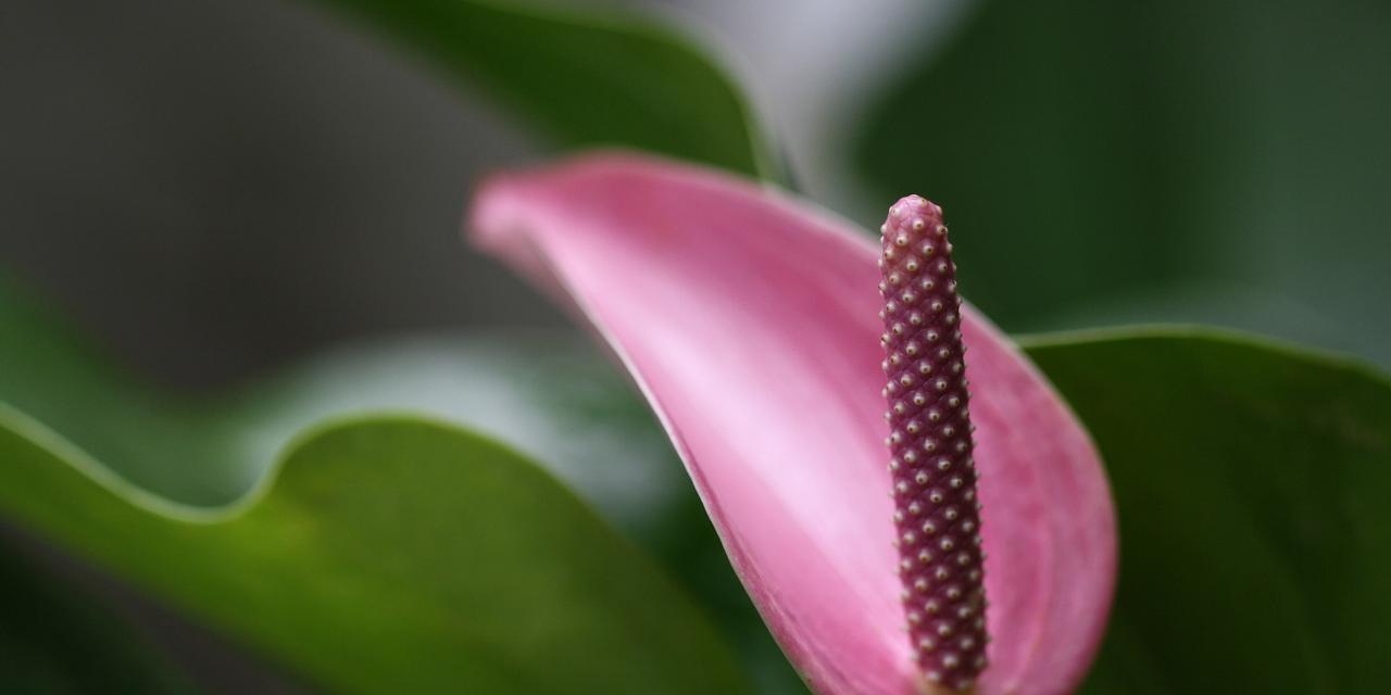 以火鹤花的寓意为主题的文章（繁荣与美丽的象征——火鹤花的意义）