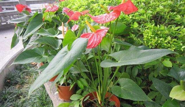 以火鹤花的寓意为主题的文章(繁荣与美丽的象征——火鹤花的意义) 以火鹤花的寓意为主题的文章(繁荣与美丽的象征——火鹤花的意义)