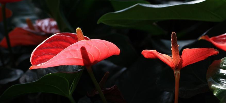 以火鹤花的寓意为主题的文章(繁荣与美丽的象征——火鹤花的意义) 以火鹤花的寓意为主题的文章(繁荣与美丽的象征——火鹤花的意义)