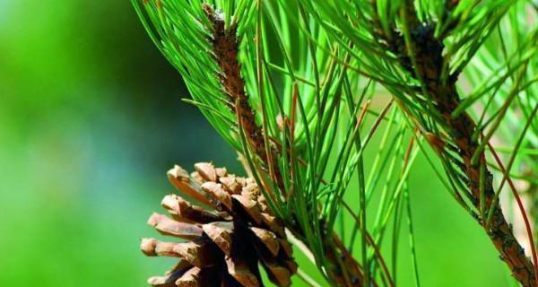 松子是否属于裸子植物(解析松子的分类)